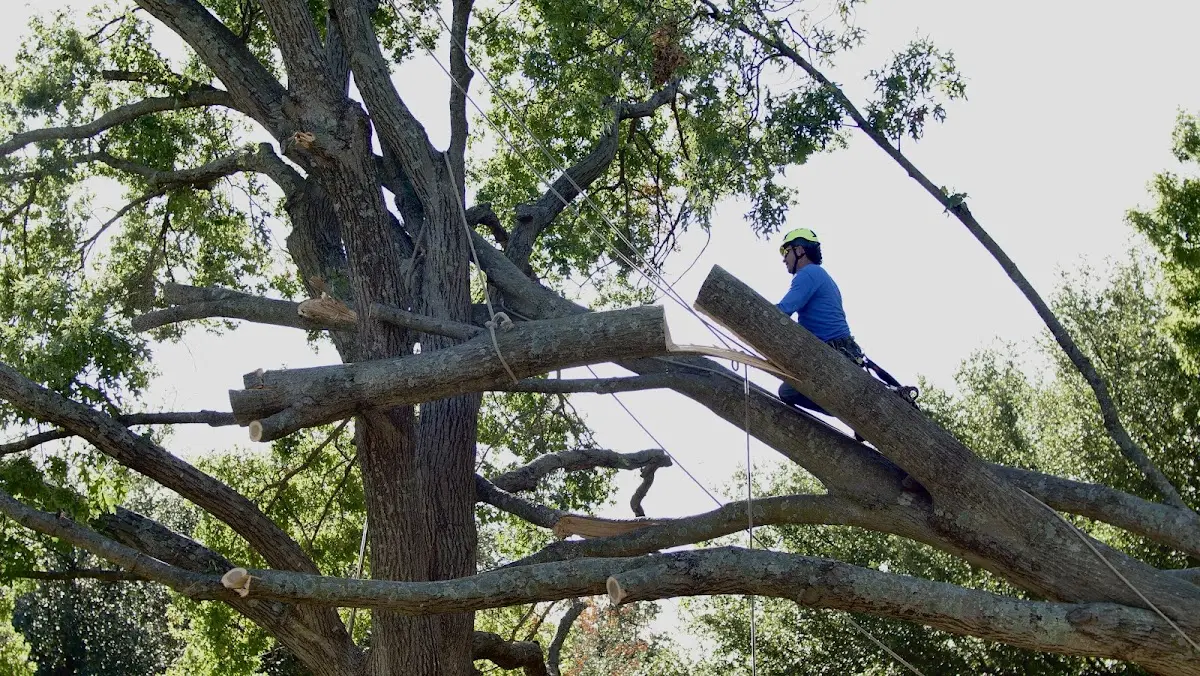 Professional Crown Thinning performed by certified arborists in Toxey