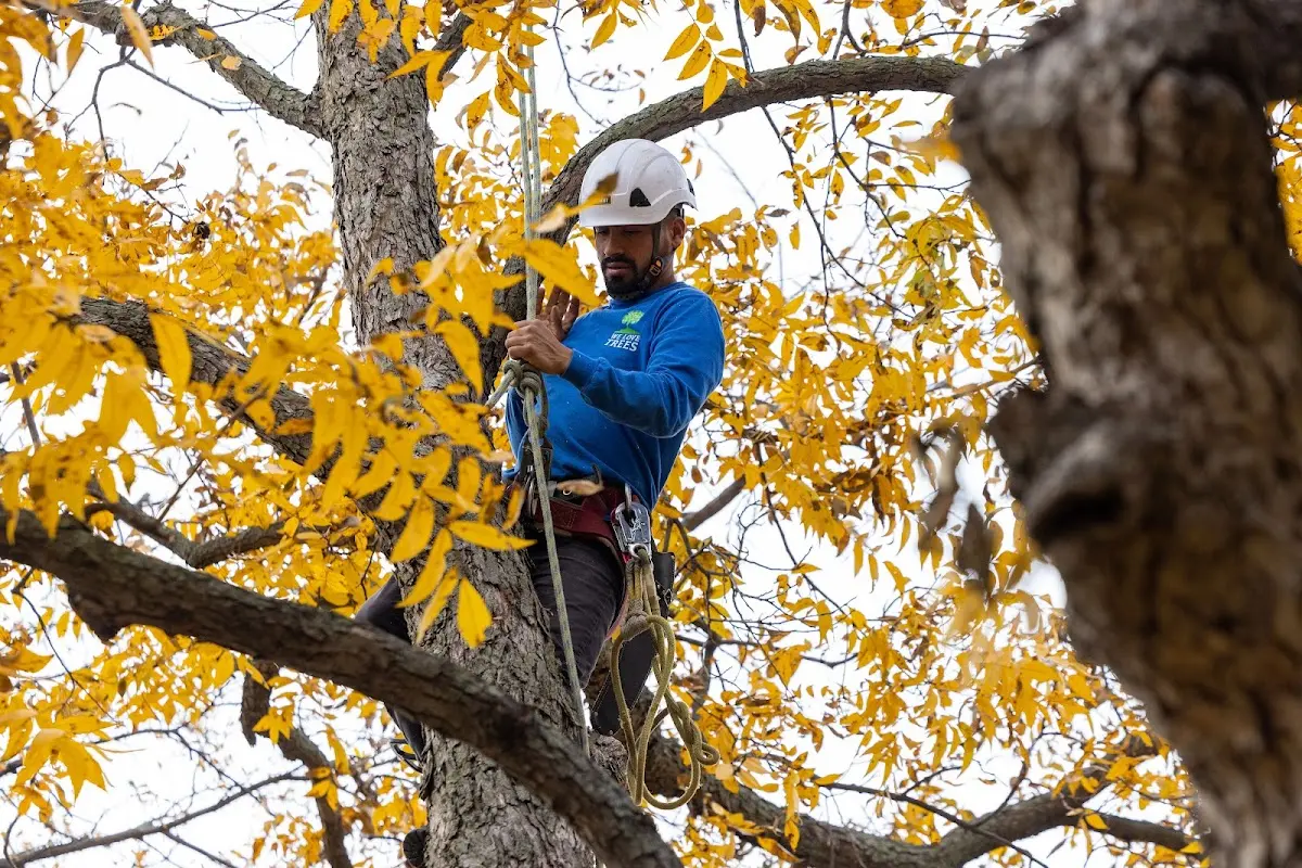 Skilled Tree Trimming crew working in Toxey