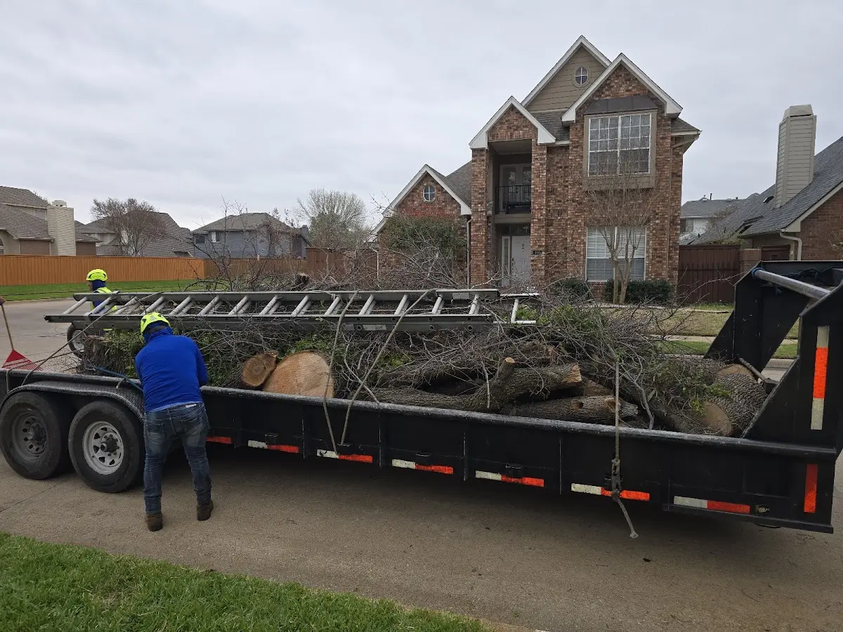 Expert Tree Removal with proper safety equipment in Toxey